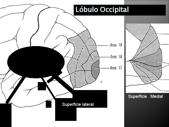 Lóbulo Occipital Superficie Medial Superficie lateral 