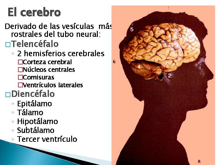 El cerebro Derivado de las vesículas más rostrales del tubo neural: � Telencéfalo ◦