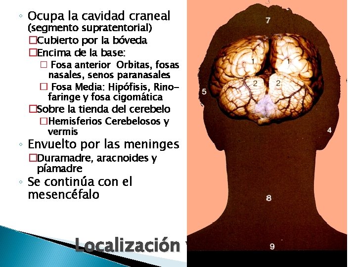 ◦ Ocupa la cavidad craneal (segmento supratentorial) �Cubierto por la bóveda �Encima de la