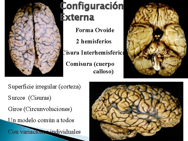 Configuración Externa Forma Ovoide 2 hemisferios Cisura Interhemisférica Comisura (cuerpo calloso) Superficie irregular (corteza)