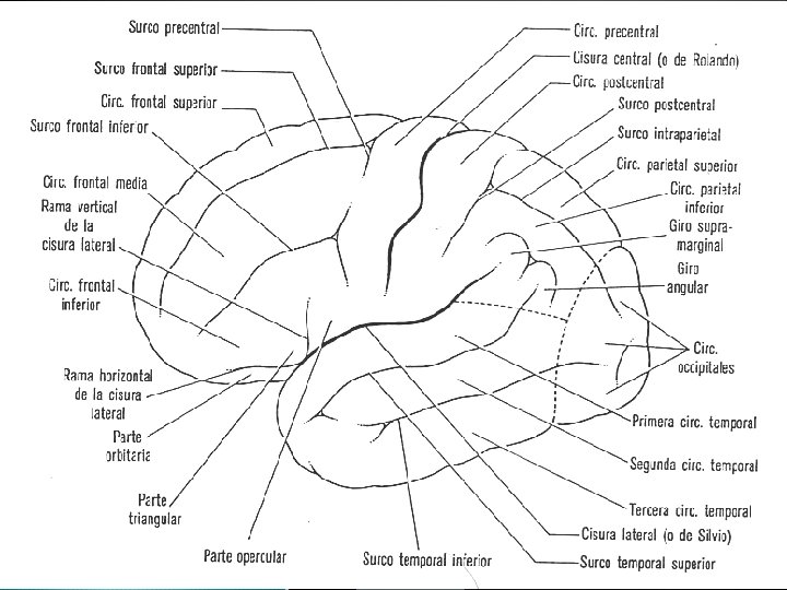 Superficie dorsolateral 