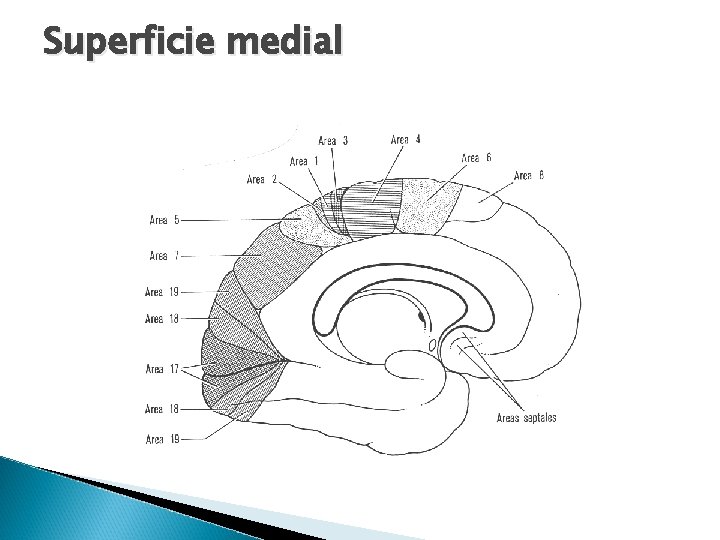 Superficie medial 