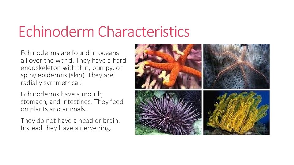 Echinoderm Characteristics Echinoderms are found in oceans all over the world. They have a