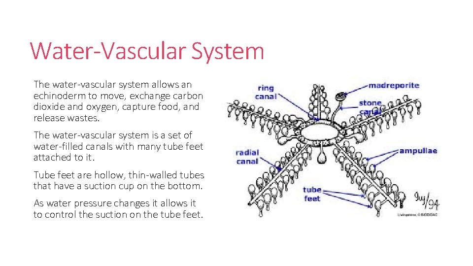 Water-Vascular System The water-vascular system allows an echinoderm to move, exchange carbon dioxide and