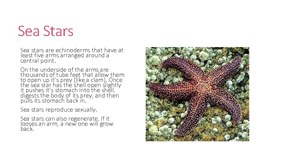 Sea Stars Sea stars are echinoderms that have at least five arms arranged around