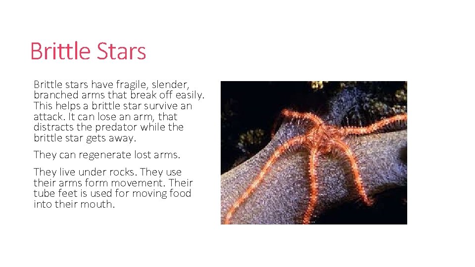 Brittle Stars Brittle stars have fragile, slender, branched arms that break off easily. This