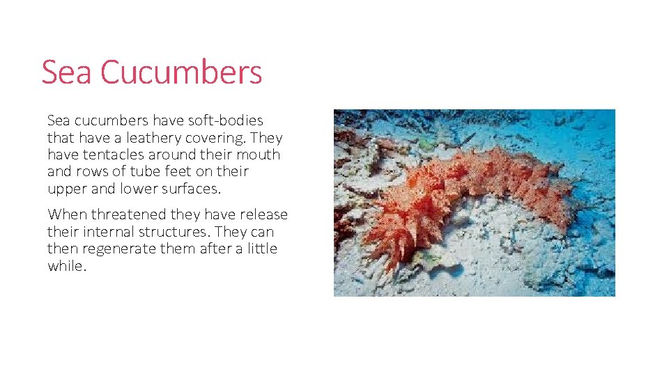 Sea Cucumbers Sea cucumbers have soft-bodies that have a leathery covering. They have tentacles