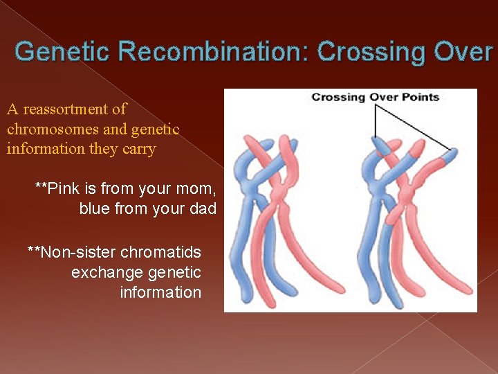 Genetic Recombination: Crossing Over A reassortment of chromosomes and genetic information they carry **Pink