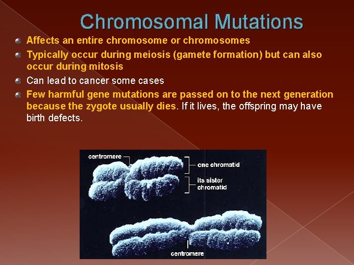 Chromosomal Mutations Affects an entire chromosome or chromosomes Typically occur during meiosis (gamete formation)