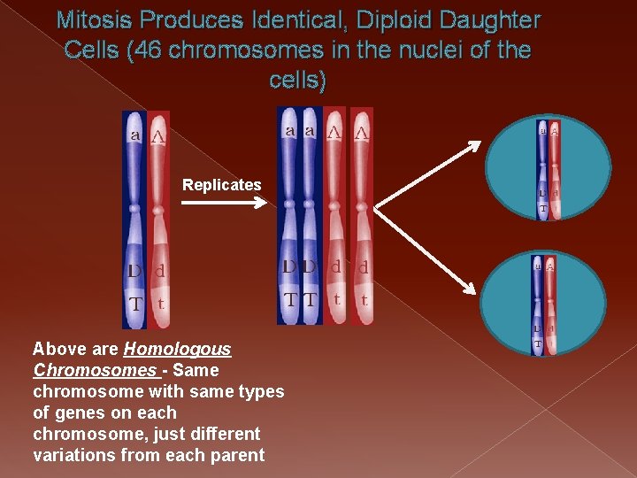 Mitosis Produces Identical, Diploid Daughter Cells (46 chromosomes in the nuclei of the cells)