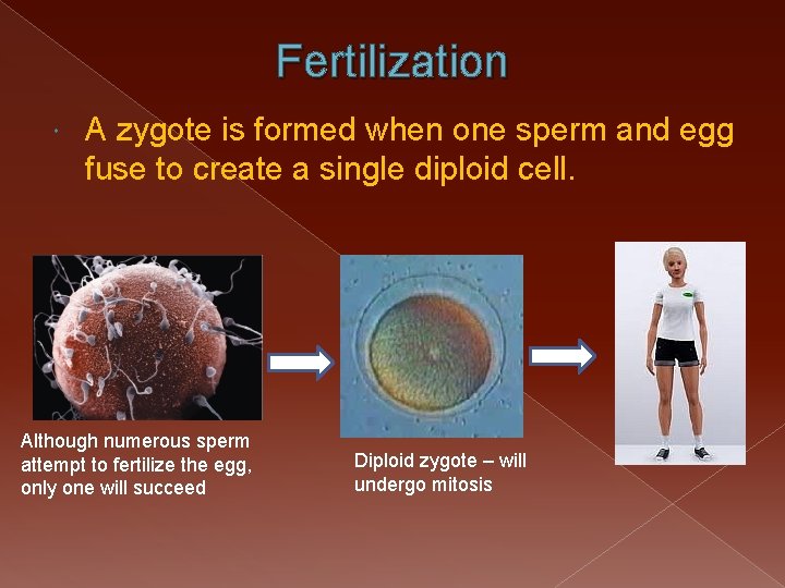 Fertilization A zygote is formed when one sperm and egg fuse to create a