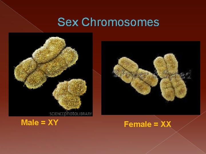Sex Chromosomes Male = XY Female = XX 