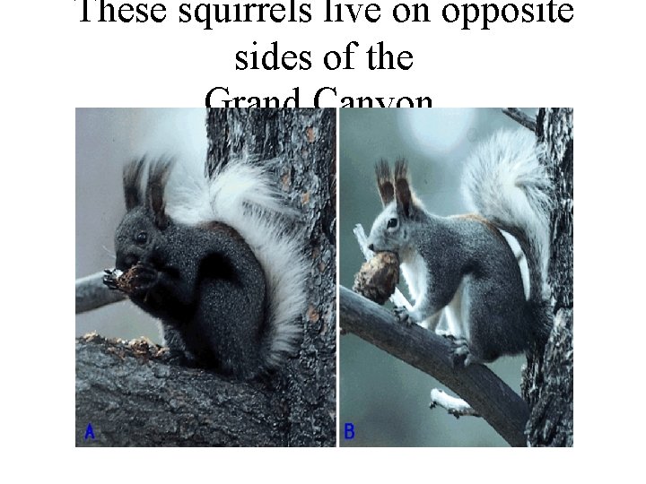 These squirrels live on opposite sides of the Grand Canyon. 