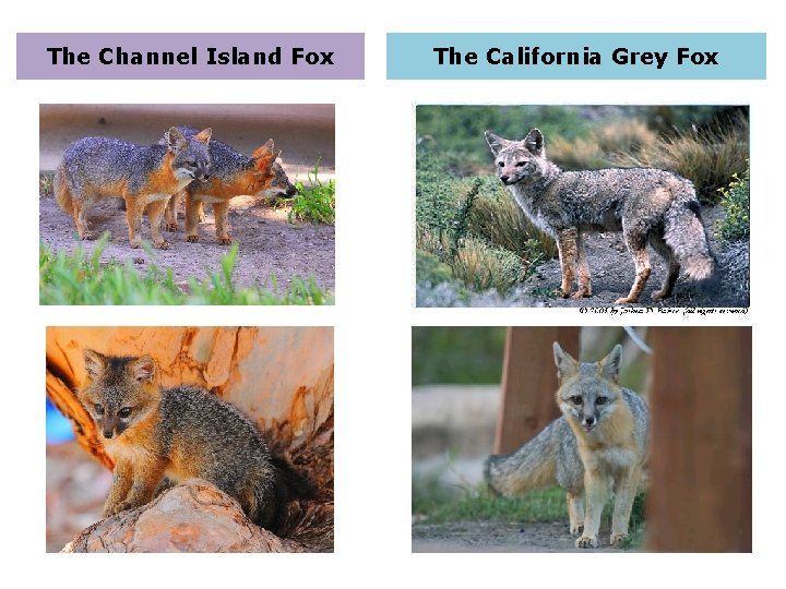 The Channel Island Fox The California Grey Fox 