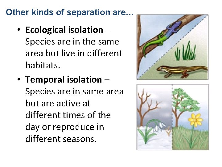 Other kinds of separation are… • Ecological isolation – Species are in the same