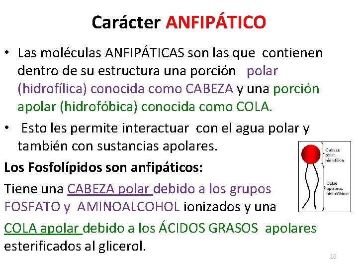 Carácter ANFIPÁTICO • Las moléculas ANFIPÁTICAS son las que contienen dentro de su estructura