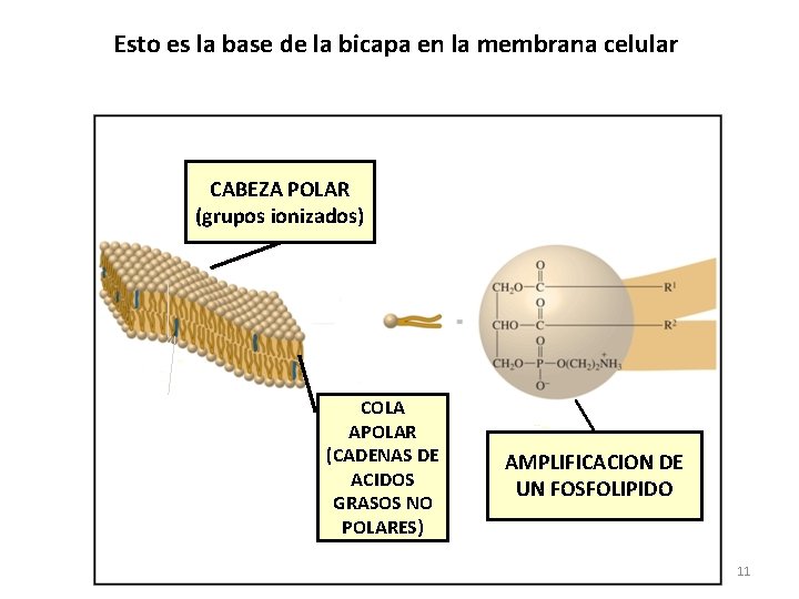 Esto es la base de la bicapa en la membrana celular CABEZA POLAR (grupos
