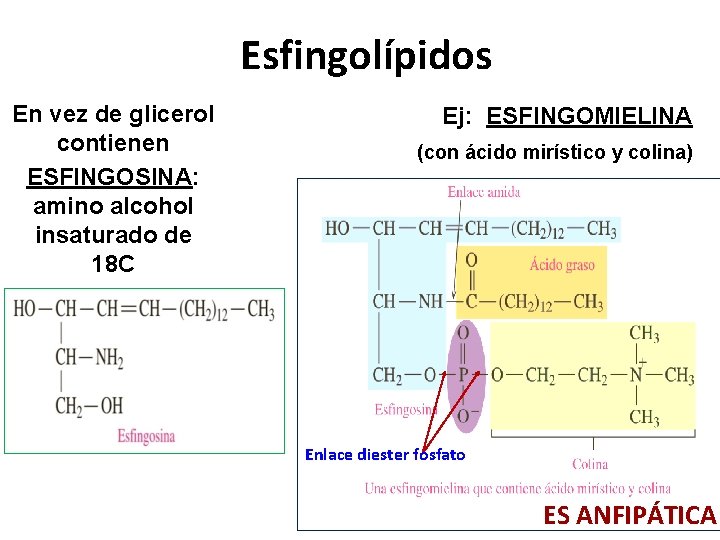 Esfingolípidos En vez de glicerol contienen ESFINGOSINA: amino alcohol insaturado de 18 C Ej: