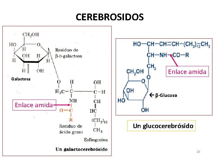 CEREBROSIDOS Enlace amida Galactosa -Glucosa Enlace amida Un glucocerebrósido 16 