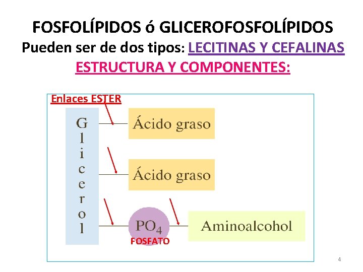 FOSFOLÍPIDOS ó GLICEROFOSFOLÍPIDOS Pueden ser de dos tipos: LECITINAS Y CEFALINAS ESTRUCTURA Y COMPONENTES: