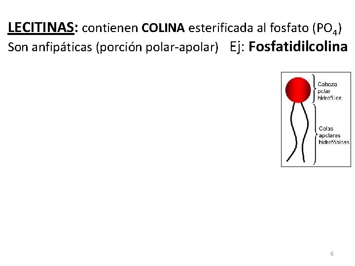 LECITINAS: contienen COLINA esterificada al fosfato (PO 4) Son anfipáticas (porción polar-apolar) Ej: Fosfatidilcolina