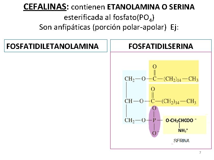 CEFALINAS: contienen ETANOLAMINA O SERINA esterificada al fosfato(PO 4) Son anfipáticas (porción polar-apolar) Ej:
