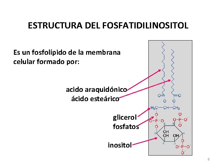 ESTRUCTURA DEL FOSFATIDILINOSITOL Es un fosfolípido de la membrana celular formado por: acido araquidónico