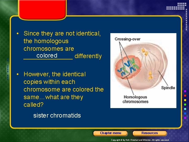  • Since they are not identical, the homologous chromosomes are colored _______ differently