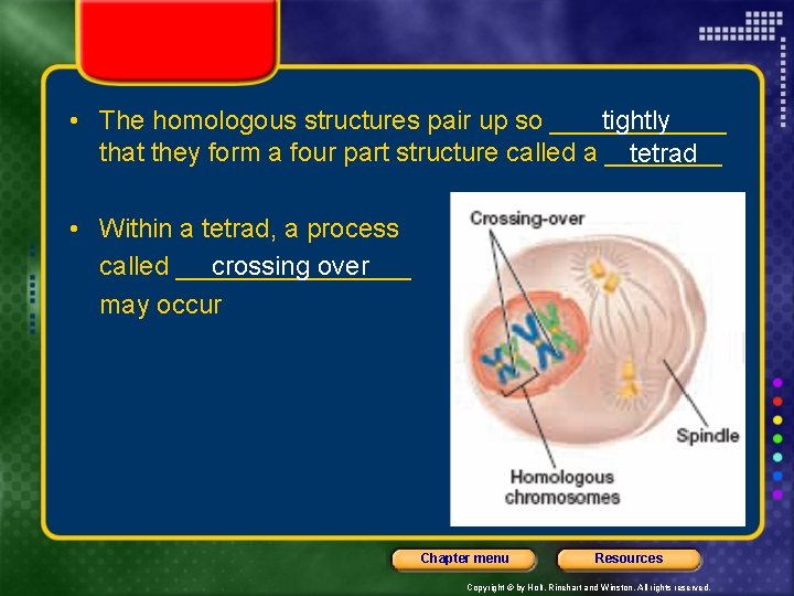 tightly • The homologous structures pair up so ______ that they form a four