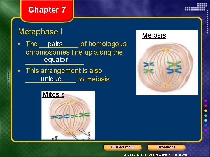 Chapter 7 Metaphase I Meiosis • The _____ pairs of homologous chromosomes line up