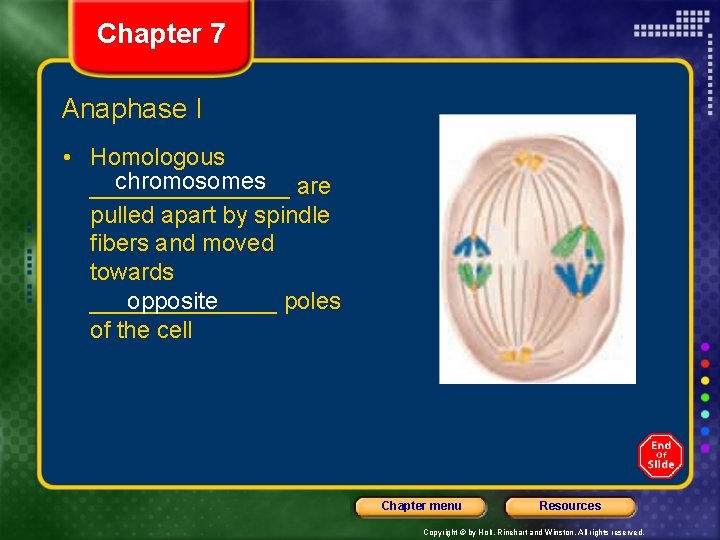 Chapter 7 Anaphase I • Homologous chromosomes are ________ pulled apart by spindle fibers