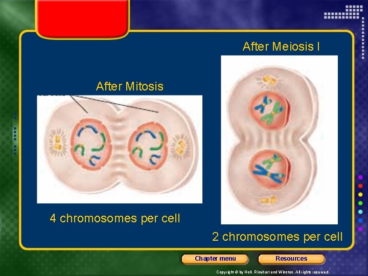 After Meiosis I After Mitosis 4 chromosomes per cell 2 chromosomes per cell Chapter