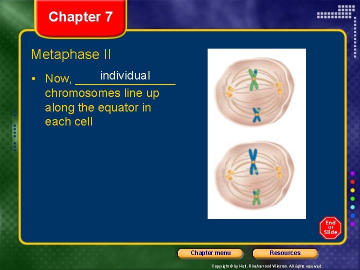 Chapter 7 Metaphase II individual • Now, ________ chromosomes line up along the equator
