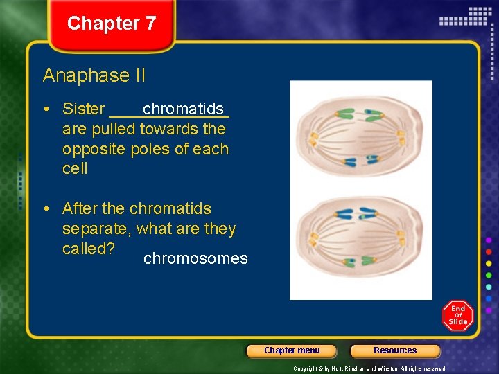 Chapter 7 Anaphase II • Sister _______ chromatids are pulled towards the opposite poles