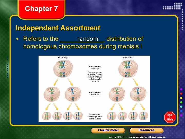 Chapter 7 Independent Assortment • Refers to the _______ random distribution of homologous chromosomes