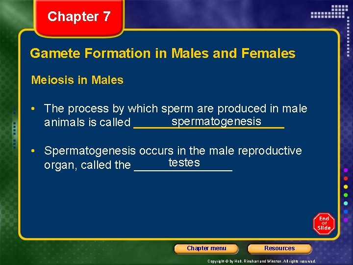 Chapter 7 Gamete Formation in Males and Females Meiosis in Males • The process