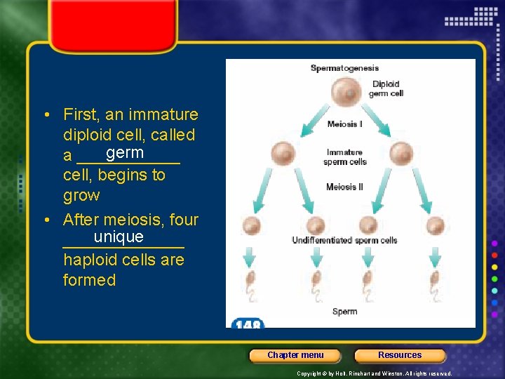  • First, an immature diploid cell, called germ a ______ cell, begins to