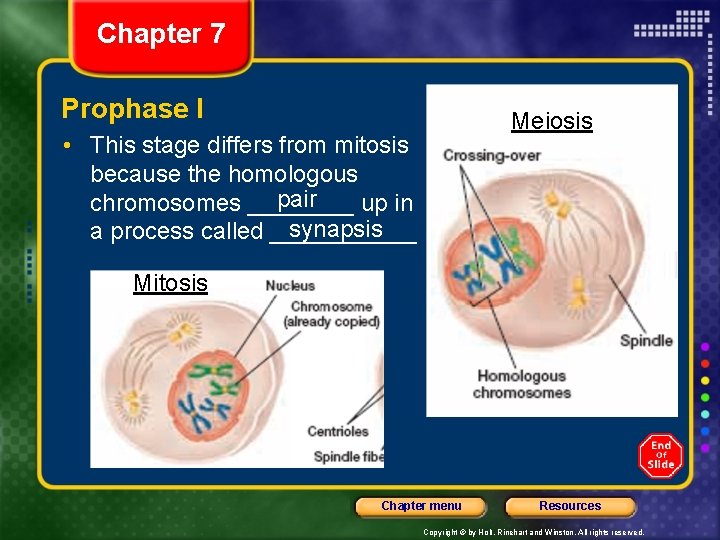 Chapter 7 Prophase I Meiosis • This stage differs from mitosis because the homologous