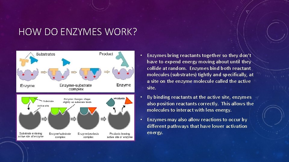 HOW DO ENZYMES WORK? • Enzymes bring reactants together so they don’t have to