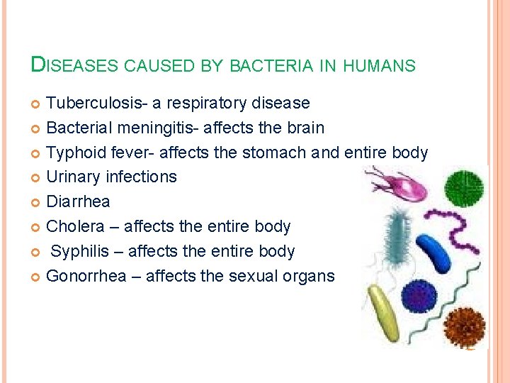 DISEASES CAUSED BY BACTERIA IN HUMANS Tuberculosis- a respiratory disease Bacterial meningitis- affects the