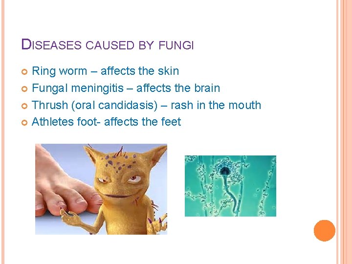 DISEASES CAUSED BY FUNGI Ring worm – affects the skin Fungal meningitis – affects