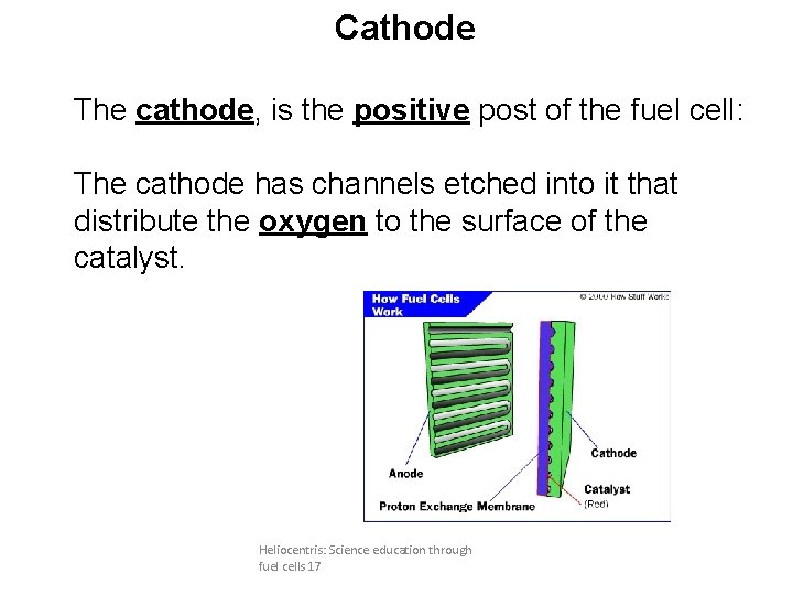 Cathode The cathode, is the positive post of the fuel cell: The cathode has