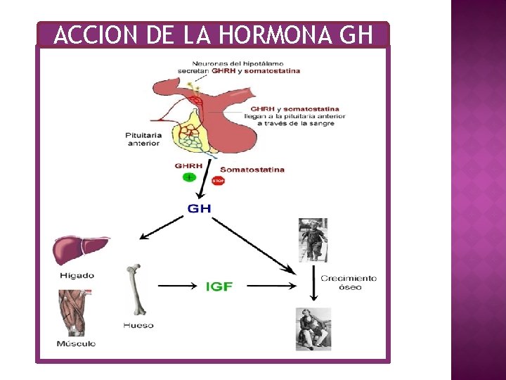 ACCION DE LA HORMONA GH 