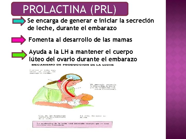 PROLACTINA (PRL) Se encarga de generar e iniciar la secreción de leche, durante el