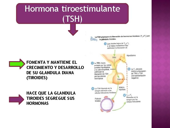 Hormona tiroestimulante (TSH) FOMENTA Y MANTIENE EL CRECIMIENTO Y DESARROLLO DE SU GLANDULA DIANA