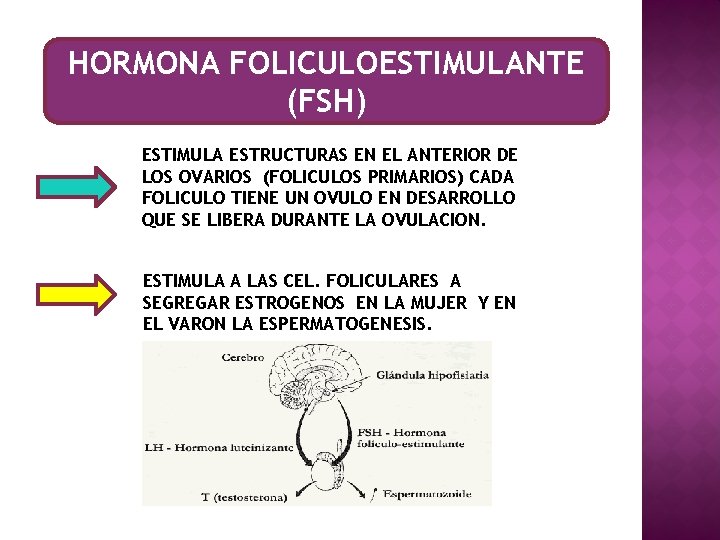 HORMONA FOLICULOESTIMULANTE (FSH) ESTIMULA ESTRUCTURAS EN EL ANTERIOR DE LOS OVARIOS (FOLICULOS PRIMARIOS) CADA