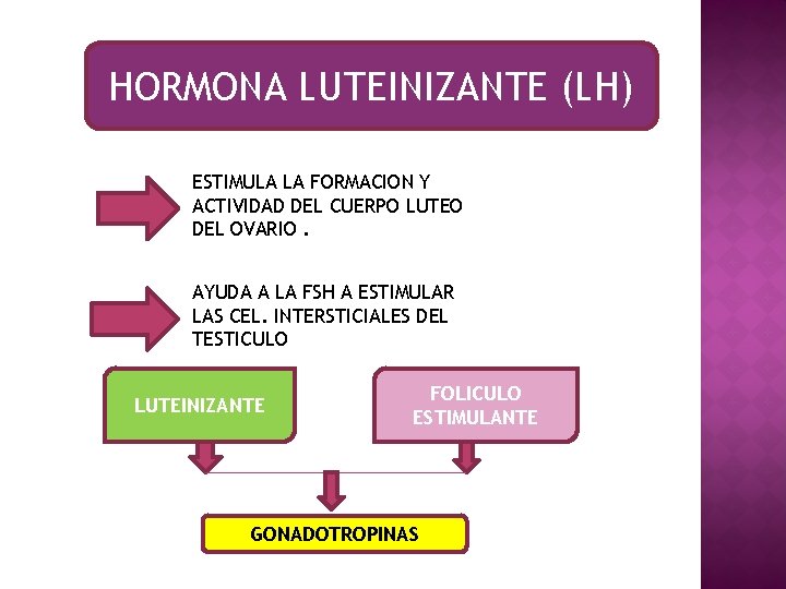 HORMONA LUTEINIZANTE (LH) ESTIMULA LA FORMACION Y ACTIVIDAD DEL CUERPO LUTEO DEL OVARIO. AYUDA