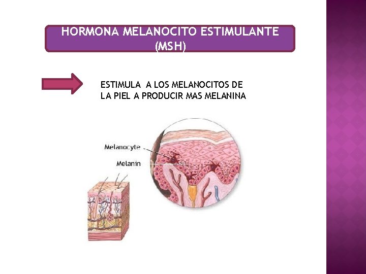HORMONA MELANOCITO ESTIMULANTE (MSH) ESTIMULA A LOS MELANOCITOS DE LA PIEL A PRODUCIR MAS