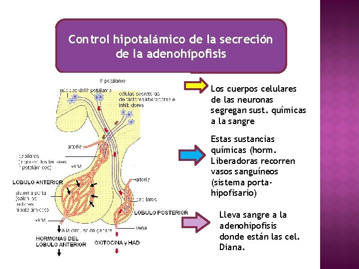 Control hipotalámico de la secreción de la adenohípofisis Los cuerpos celulares de las neuronas