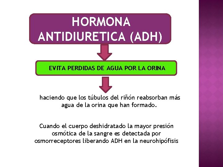 HORMONA ANTIDIURETICA (ADH) EVITA PERDIDAS DE AGUA POR LA ORINA haciendo que los túbulos
